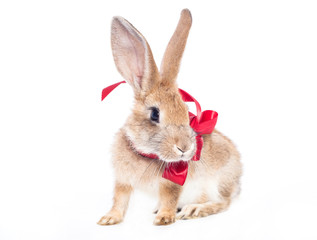Red rabbit bow