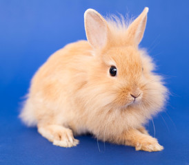 Rabbit on Blue