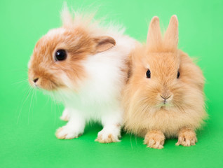 Rabbits bunny  isolated on a green background