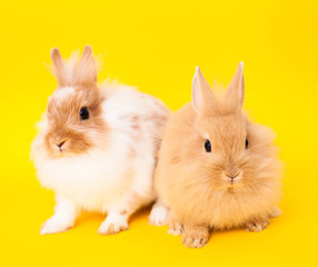 Rabbits isolated on a yellow background