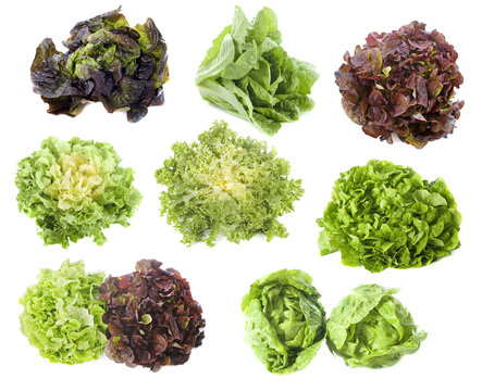 variétés de salades
