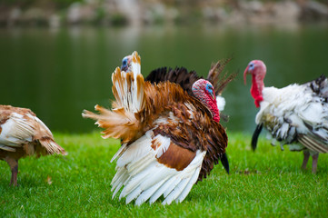 Turkeys Showing Off