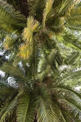  Palm tree canopies © mrfotos_fotolia
