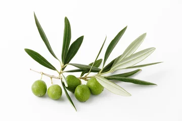 Fototapeten Grüne Oliven und Zweige - Olivgrün und Zweige © mickyso