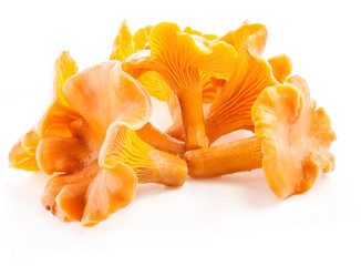 Edible wild mushroom chanterelle (Cantharellus cibarius) isolate