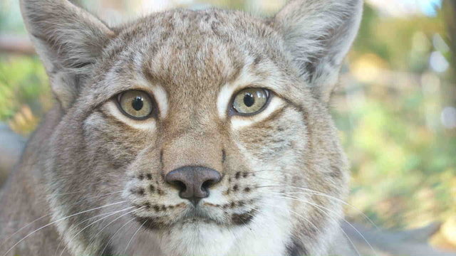 Luchs