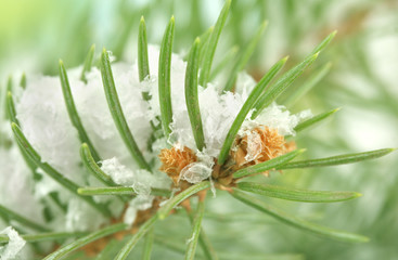 fir tree branch with snow, close up