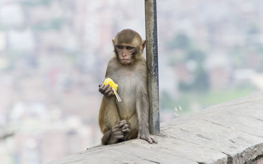 monkey in nepal