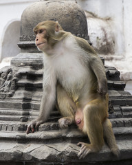 monkey in nepal