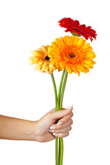 three daisy flowers in hand. Isolated over white