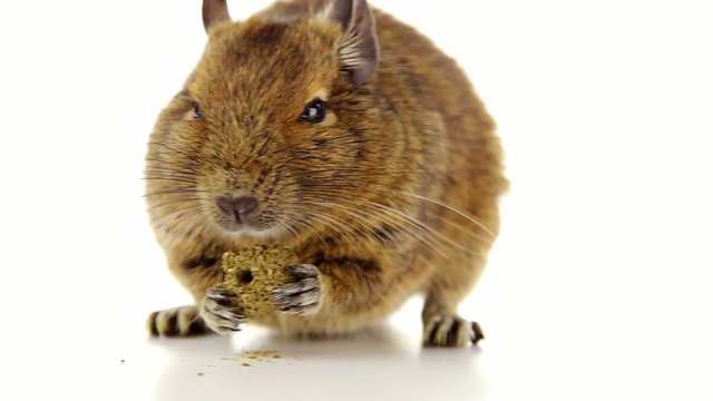 えさを食べるデグー