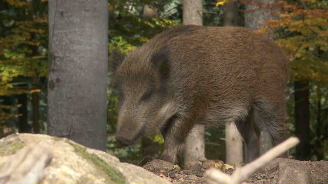 Wildschweine