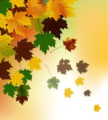 Colorful autumn leaves with cloud background