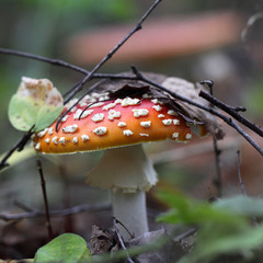 toadstool at the forest