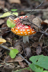 toadstool at the forest