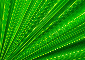 Palm tree leaf closeup with light and shadow play
