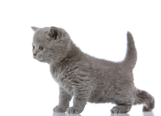 Obraz premium little british shorthair kitten