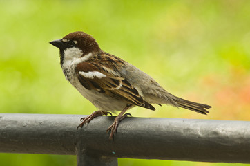 bird - tree sparrow on the green background