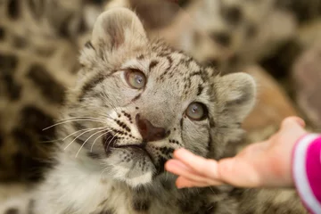 Deurstickers hand of a girl, trying to touch young snow leopard © bierchen