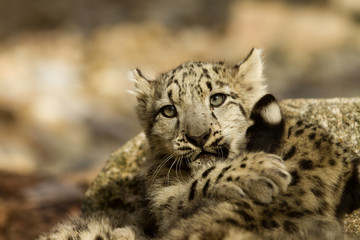 Obraz premium young snow leopard