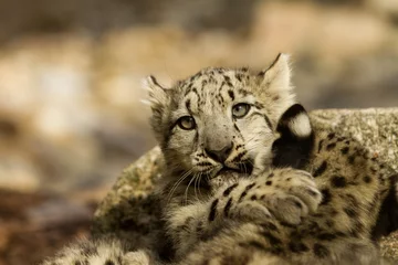 Foto auf Alu-Dibond young snow leopard © bierchen