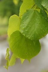 Linden leaves with rain drops