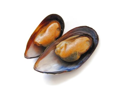 Isolated two mussels in their shells.