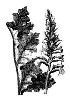 Plant : Acanthus