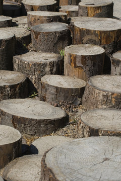 Ensemble de billots de bois.