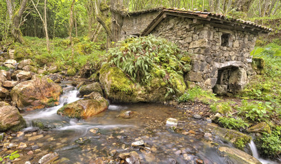 Paraje en el bosque asturiano.