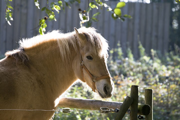 Cheval bai