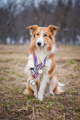 Obraz na płótnie Canvas Szczęśliwa dumny pies ma wiele medali