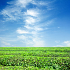 Fototapeta na wymiar Large areas of tea plantation