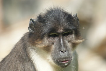 Talapoin - Miopithecus - Close-up image