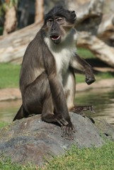 Talapoin - Miopithecus - Close-up image