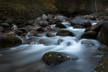 Fototapeta na wymiar small creek in wild forest