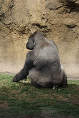 Western Lowland Gorilla - Gorilla gorilla gorilla - Silverback