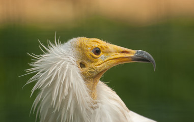 Egyptian vulture