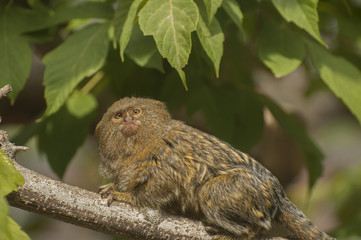 Pygmy marmoset