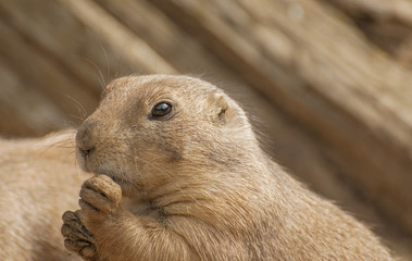Black-tailed prairie dog