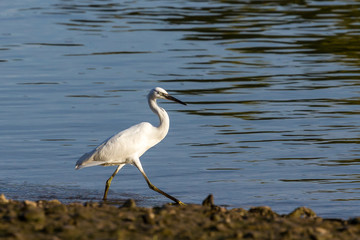 Aigrette