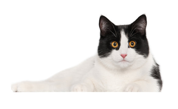 Black and white cat on a white background