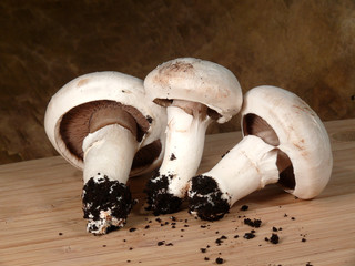 substratfrische champignons