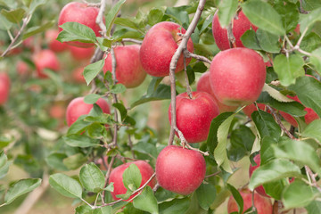 リンゴ畑　陽光