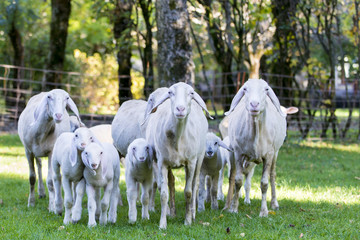 Fototapeta na wymiar sheep and lamb walking toward camera at meadow and forest