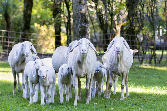 Sheep And Lamb Walking Toward Camera At Meadow And Forest