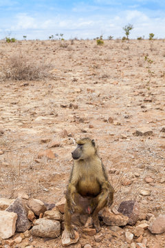 Baboon in Kenya