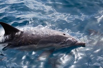 Naklejka premium Common Dolphins swimming in ocean