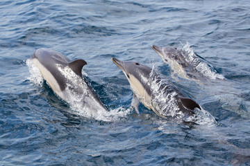 Gewöhnliche Delfine schwimmen im Ozean