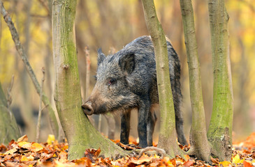 Wild pig